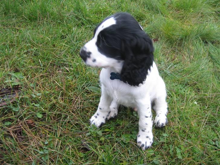 Cocker spaniel Scott <3 - er jeg ik bare go til at sidde pænt billede 16