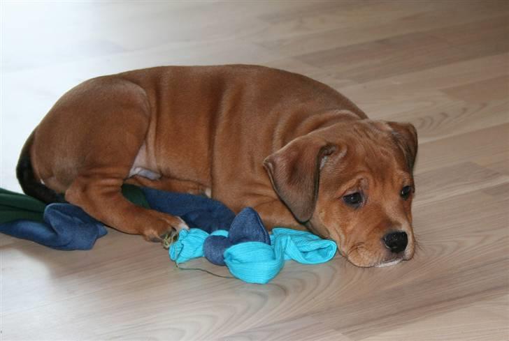 Staffordshire bull terrier Miloševic    (Milo) - Lige kommet til hans nye hjem billede 5