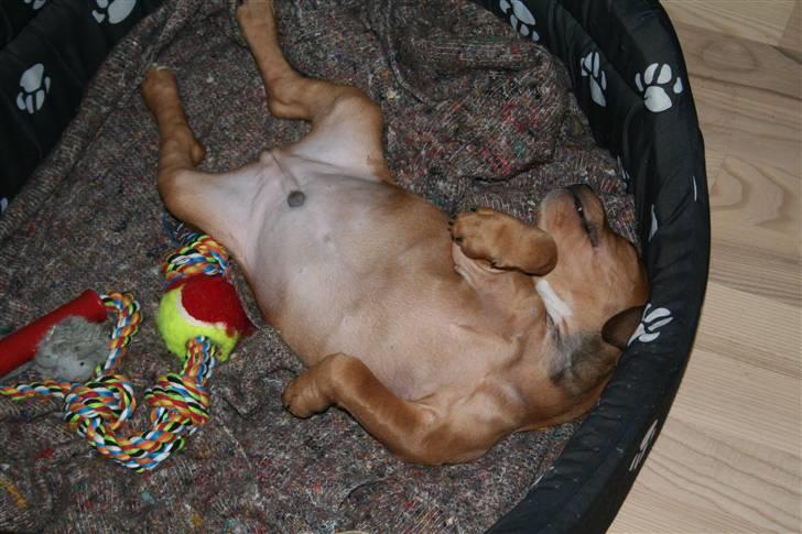 Staffordshire bull terrier Miloševic    (Milo) - Snork gange Snork! billede 6