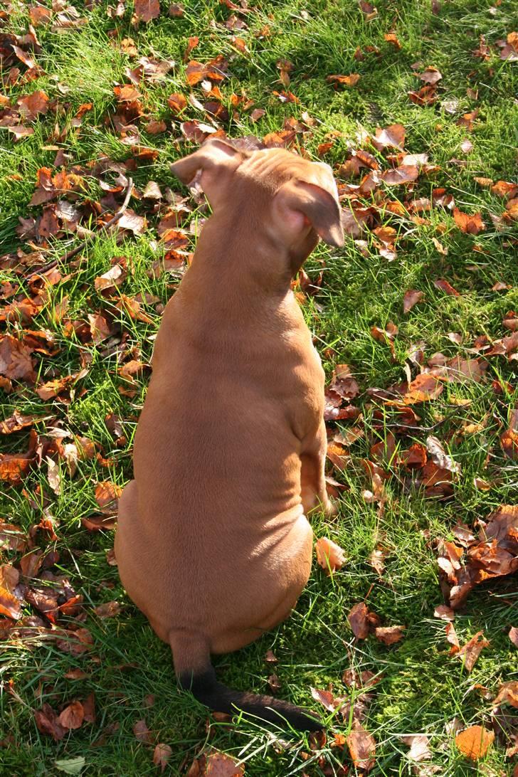 Staffordshire bull terrier Miloševic    (Milo) - 12 uger billede 7