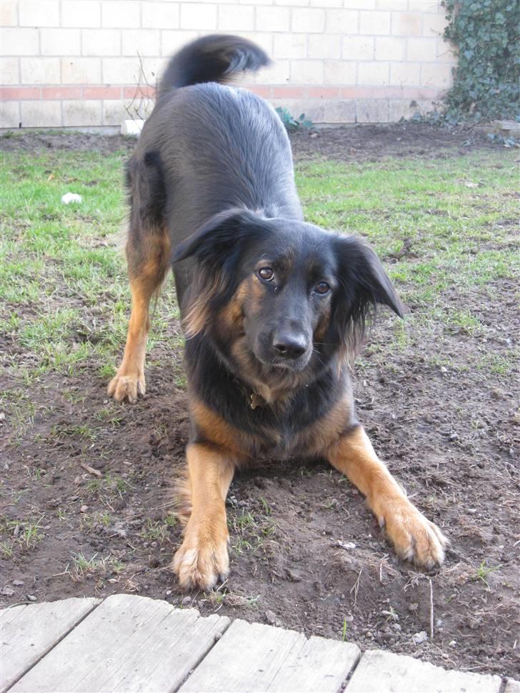 Blanding af racer Trunte billede 1