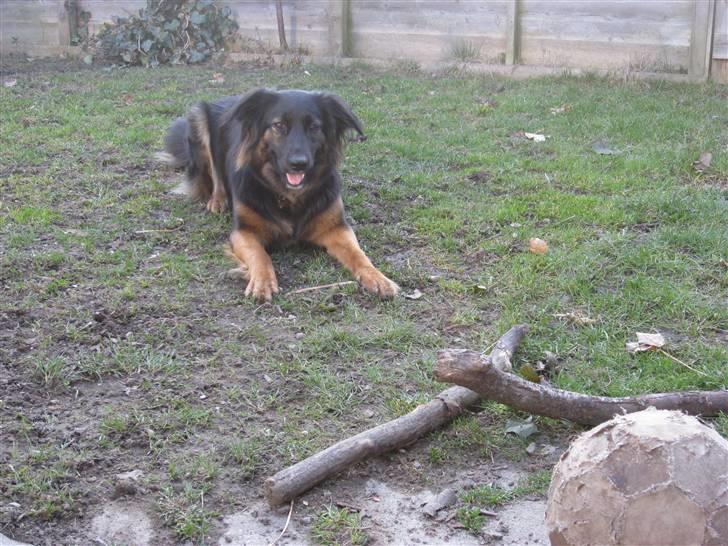 Blanding af racer Trunte billede 2