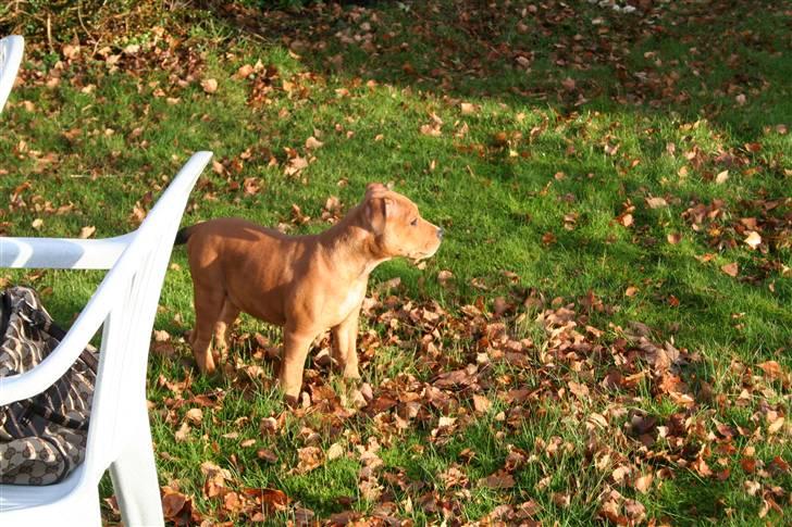 Staffordshire bull terrier Miloševic    (Milo) billede 8