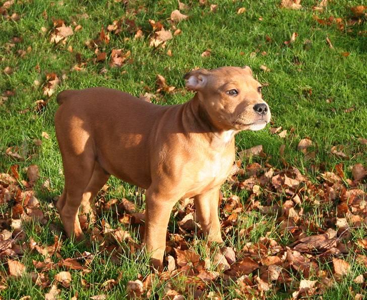 Staffordshire bull terrier Miloševic    (Milo) billede 9