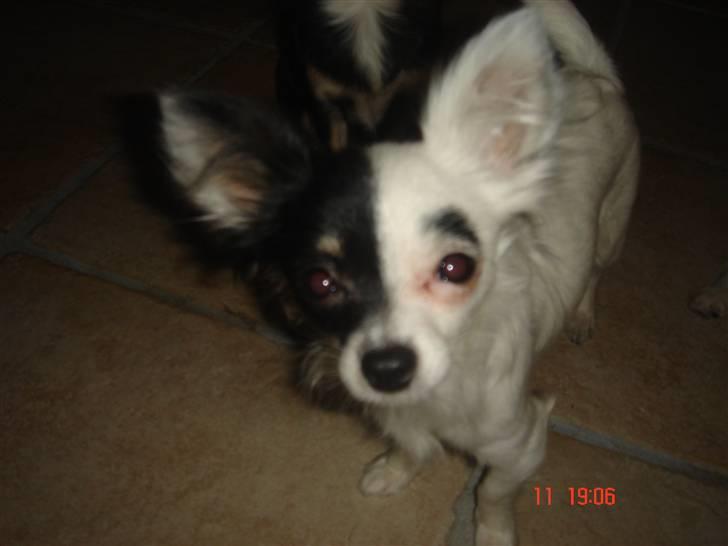 Chihuahua Lerche`s Dine billede 14