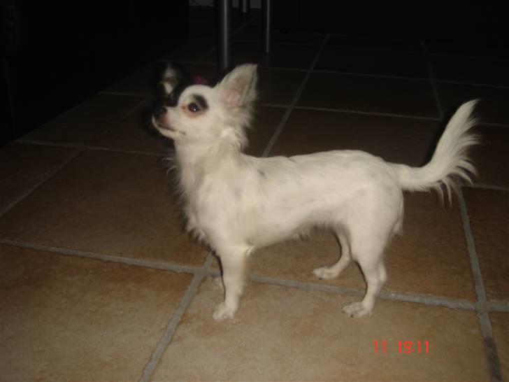 Chihuahua Lerche`s Dine billede 15
