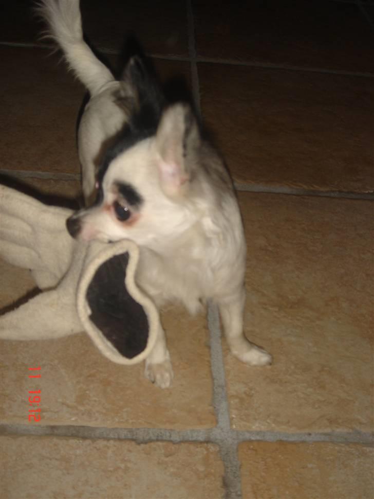 Chihuahua Lerche`s Dine billede 16