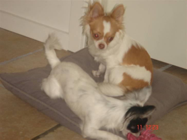 Chihuahua Frantzen`s Mercedes - Mercedes billede 12