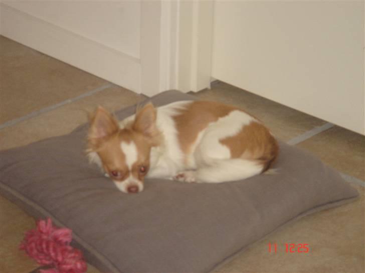 Chihuahua Frantzen`s Mercedes - Mercedes billede 13