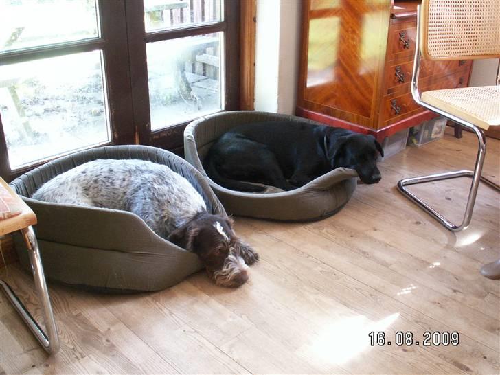 Ruhåret hønsehund Porsemosens D.Tina - Tina og Skadi hygger  billede 14