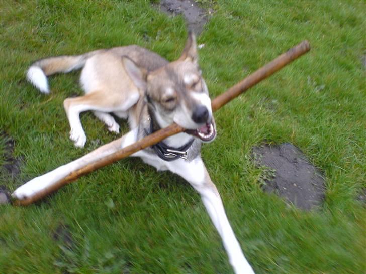 Blanding af racer Cozmo billede 1