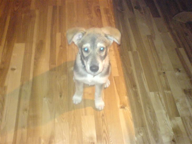 Blanding af racer Cozmo billede 2