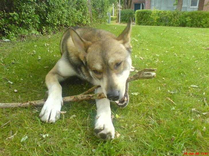 Blanding af racer Cozmo billede 3