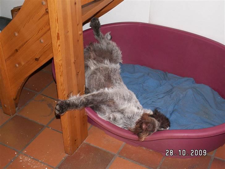 Ruhåret hønsehund Porsemosens D.Tina - Tina er godt træt efter dagens jagt billede 15