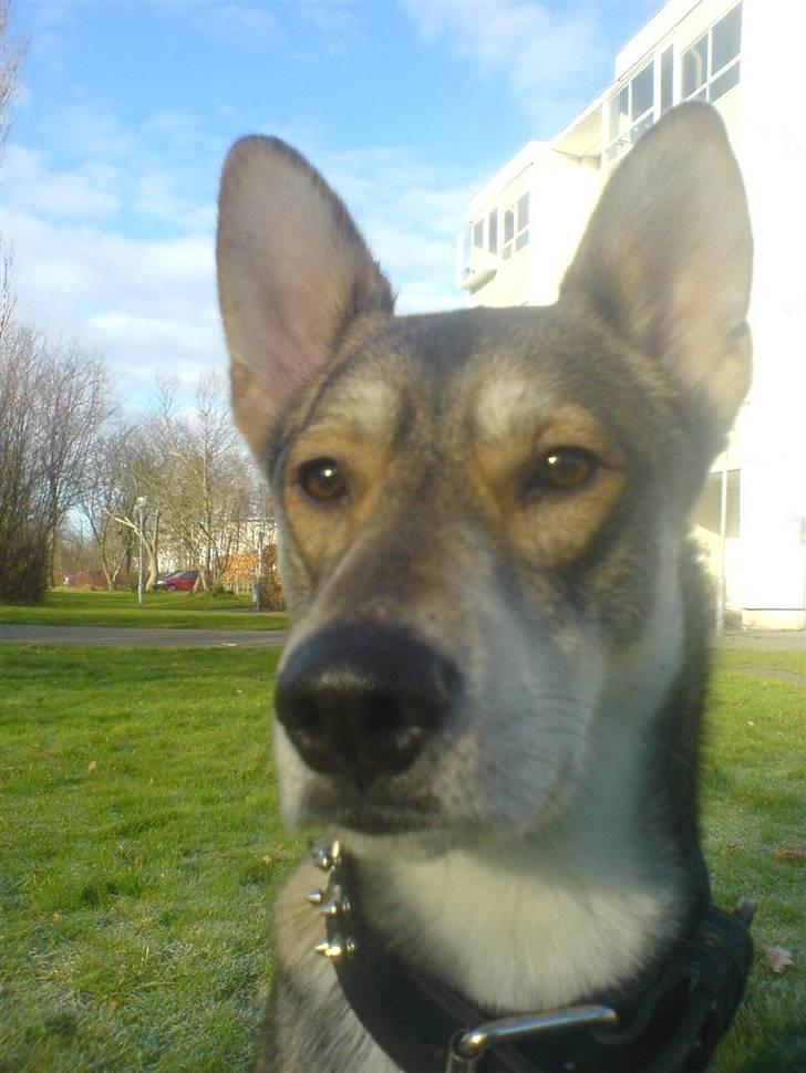 Blanding af racer Cozmo billede 4