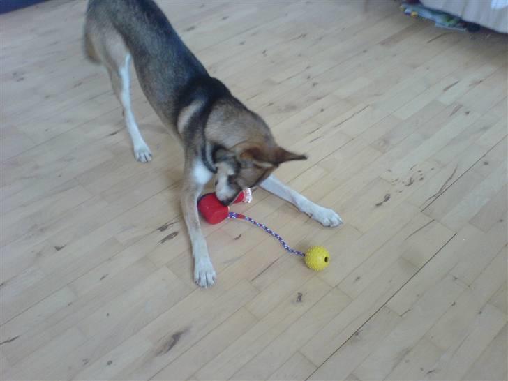 Blanding af racer Cozmo billede 5