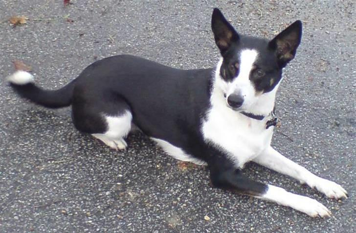 Blanding af racer Bella himmel hund  - lidt fin kan man godt se ud. billede 14