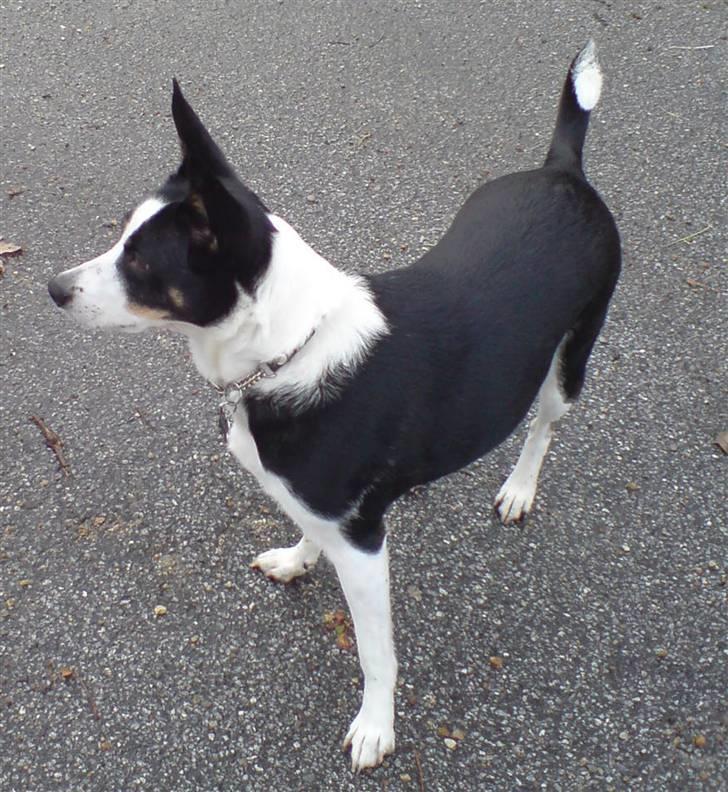 Blanding af racer Bella himmel hund  - der kommer vist nogen billede 15