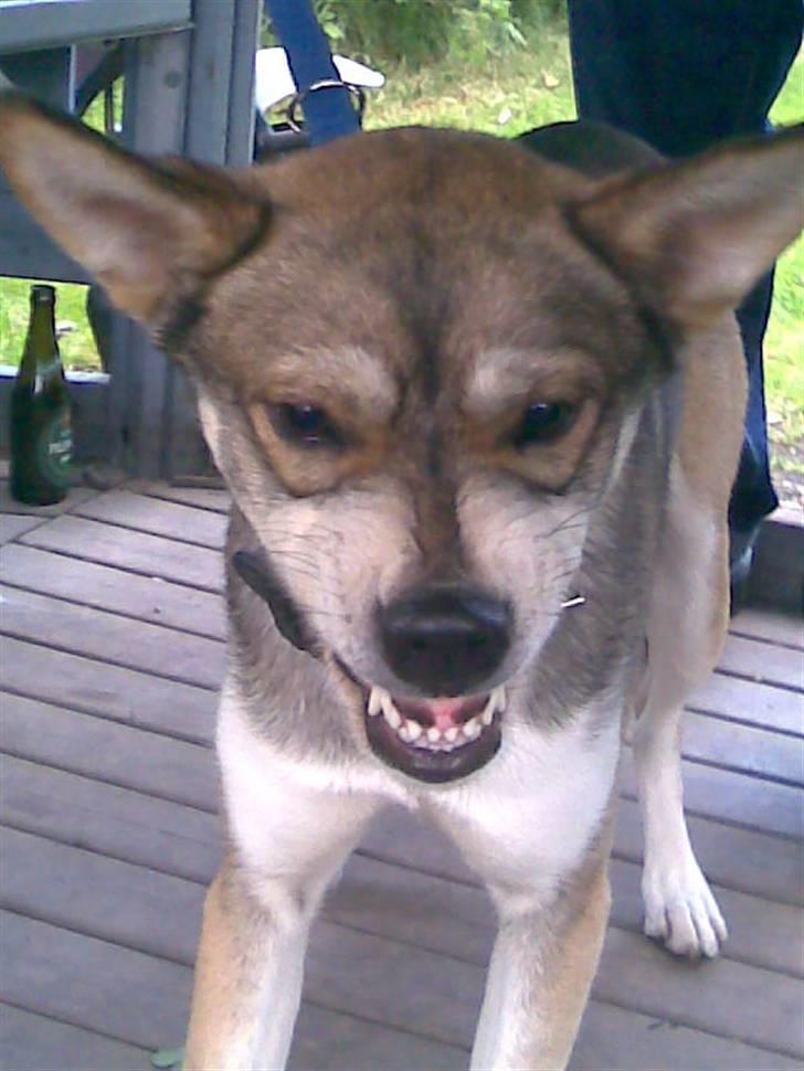 Blanding af racer Cozmo billede 6