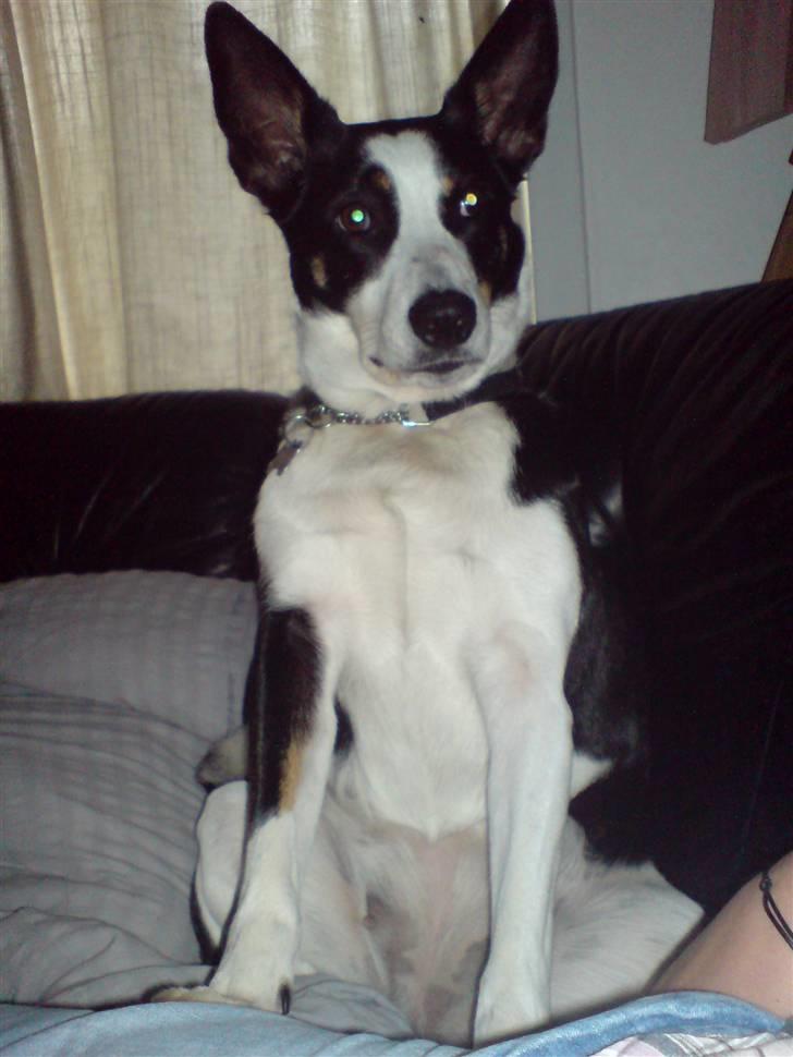 Blanding af racer Bella himmel hund  - hmm folk siger jeg er fed..... nej da, ser da godt ud billede 16