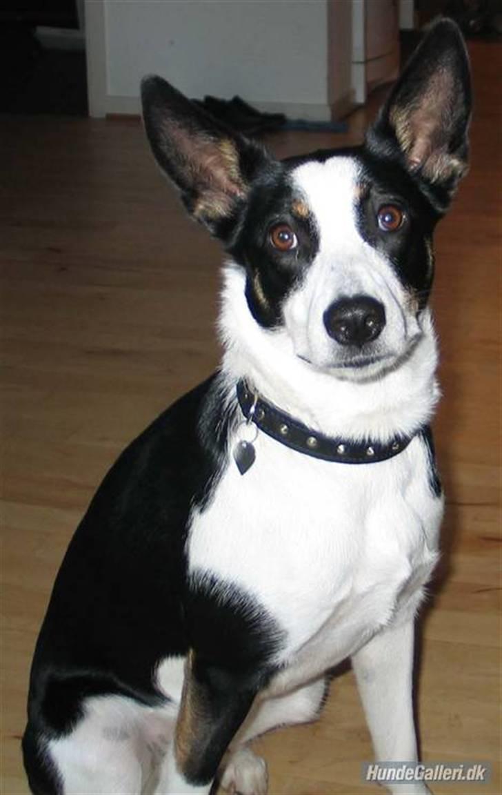 Blanding af racer Bella himmel hund  billede 17