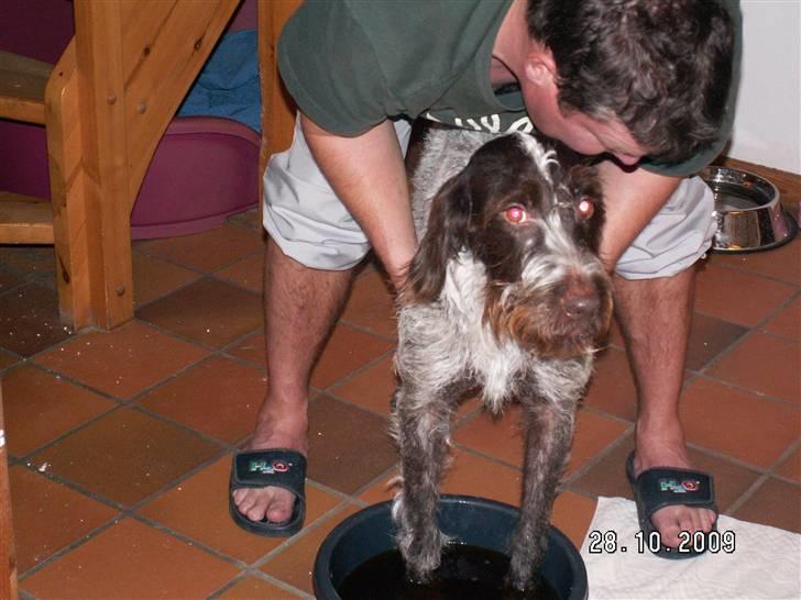 Ruhåret hønsehund Porsemosens D.Tina - Det er nu rart med et varmt fodbad når man har en knækket negl billede 16