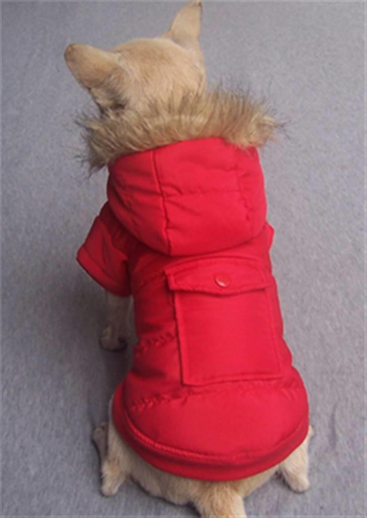 Blanding af racer Bailey billede 11