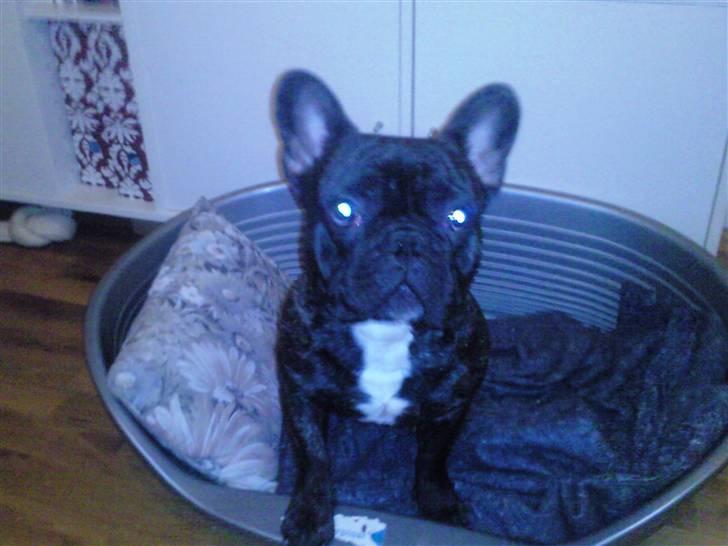 Fransk bulldog Maximus - sidder og slapper i kurven billede 1
