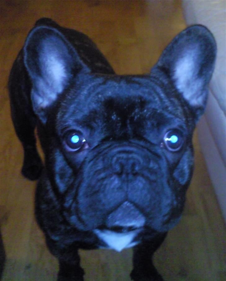 Fransk bulldog Maximus billede 2