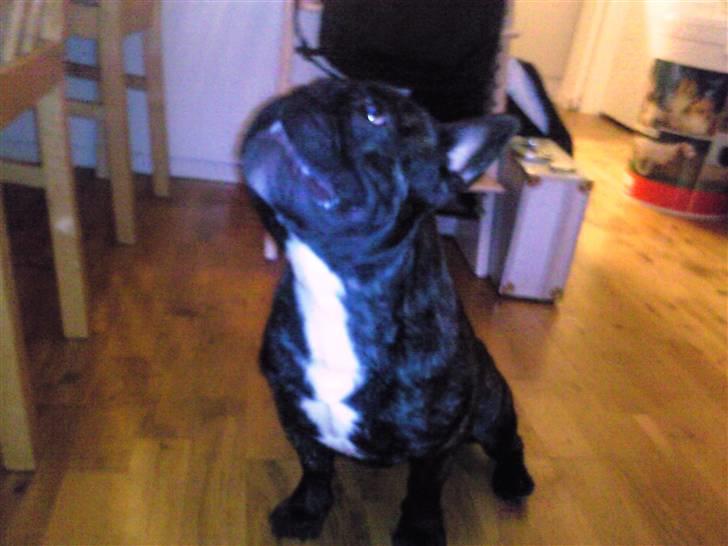 Fransk bulldog Maximus billede 3