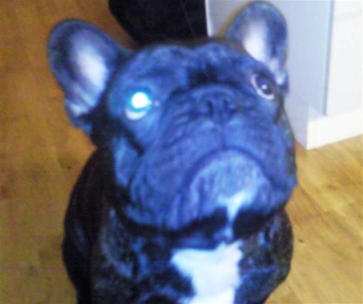 Fransk bulldog Maximus billede 4