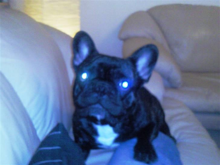 Fransk bulldog Maximus billede 5