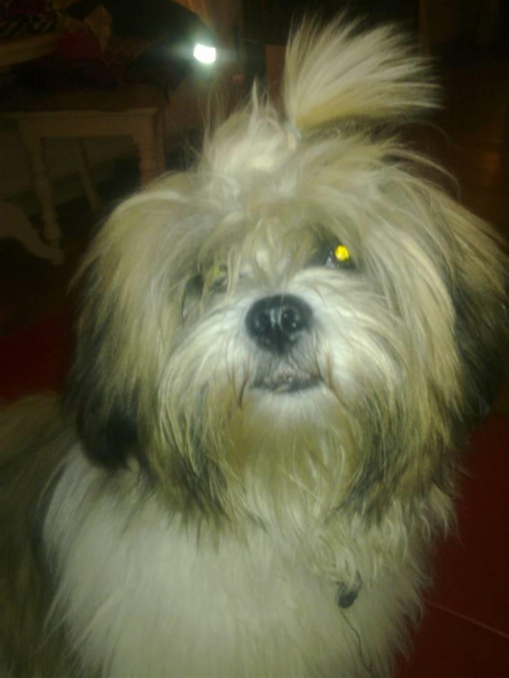 Lhasa apso werner - werner billede 2