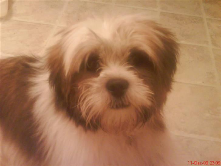 Lhasa apso werner billede 3