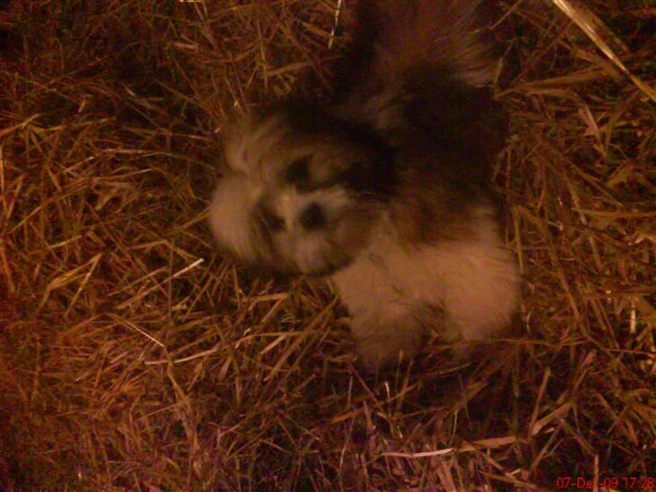 Lhasa apso werner - werner hjælper med at muge ud hos hesten.. billede 4