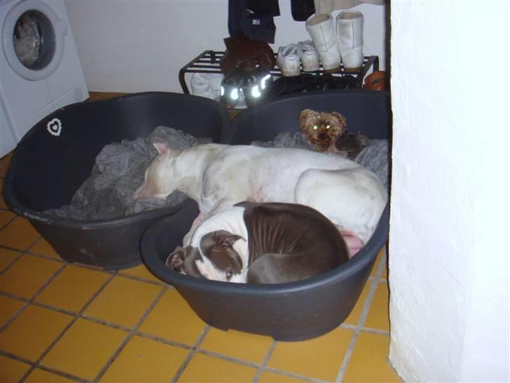 Dogo argentino Vato - Det er hårdt at fylde så meget.. ;) billede 16