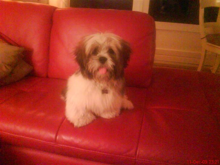 Lhasa apso werner - Her må jeg godt være..eller....? billede 5