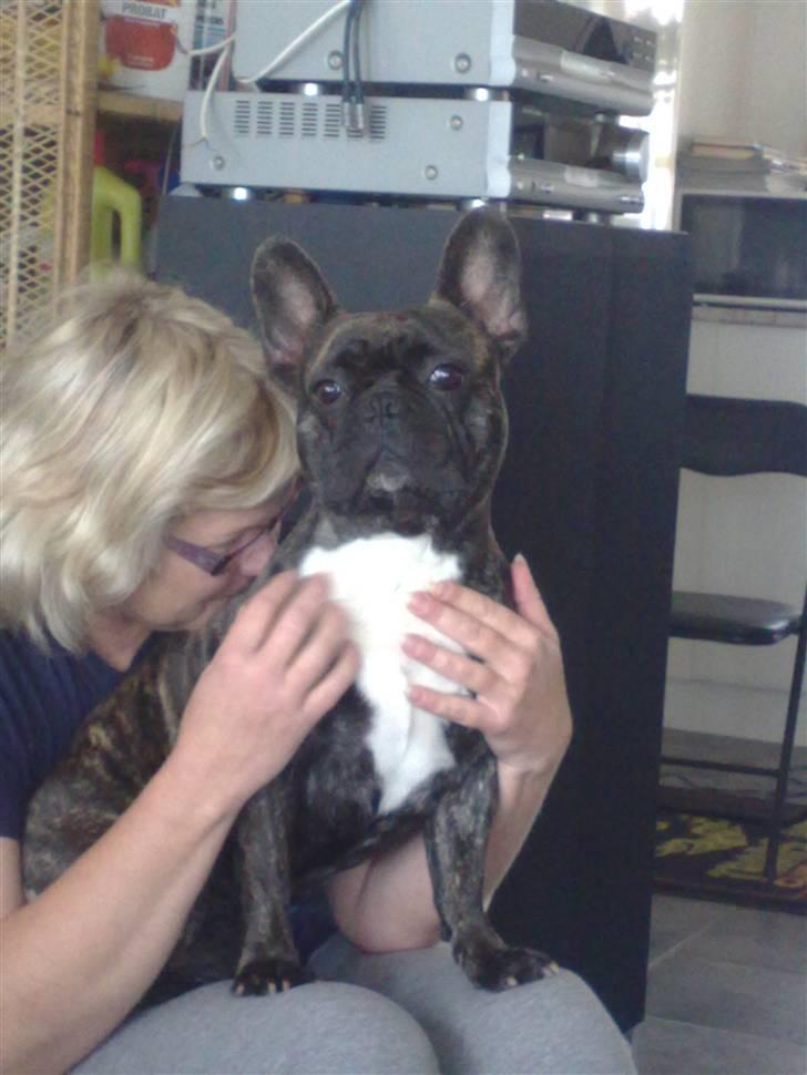 Fransk bulldog Mahjongs Tyson billede 15