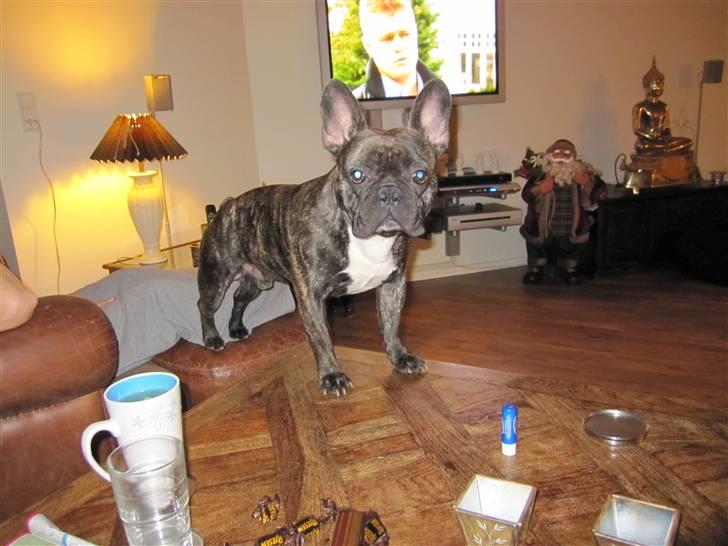 Fransk bulldog Mahjongs Tyson billede 16