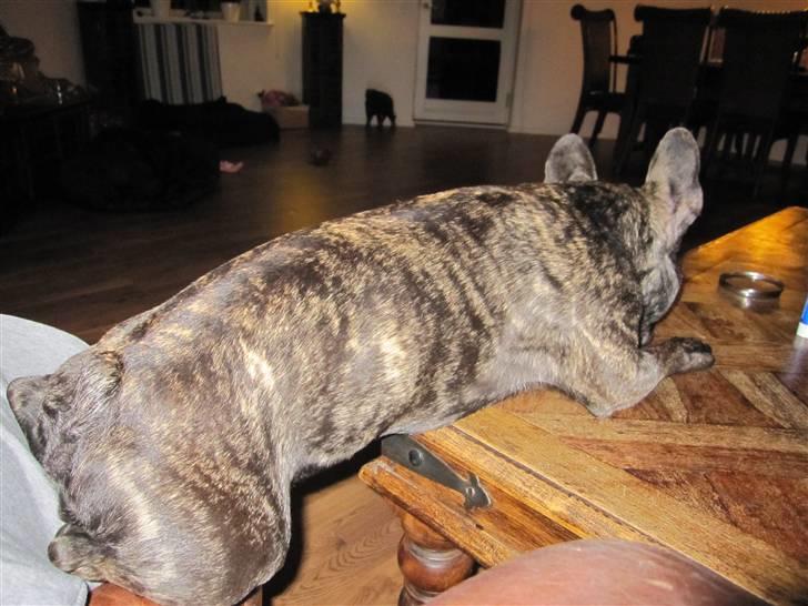 Fransk bulldog Mahjongs Tyson billede 17