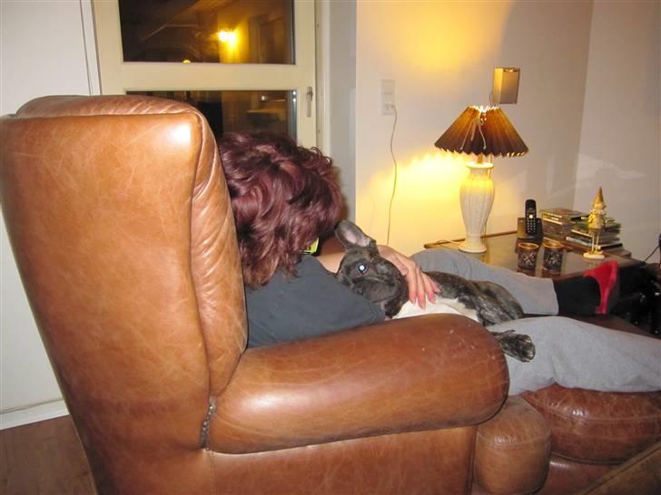 Fransk bulldog Mahjongs Tyson billede 18