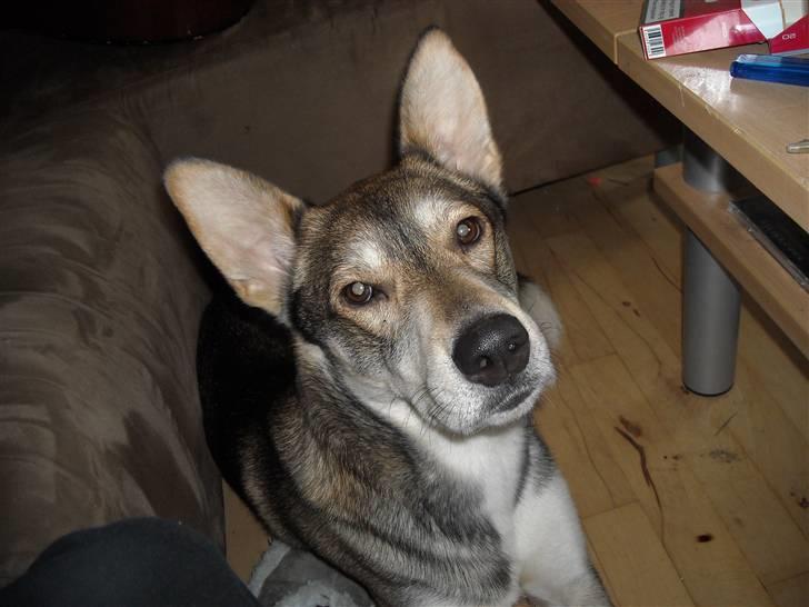 Blanding af racer Cozmo billede 7