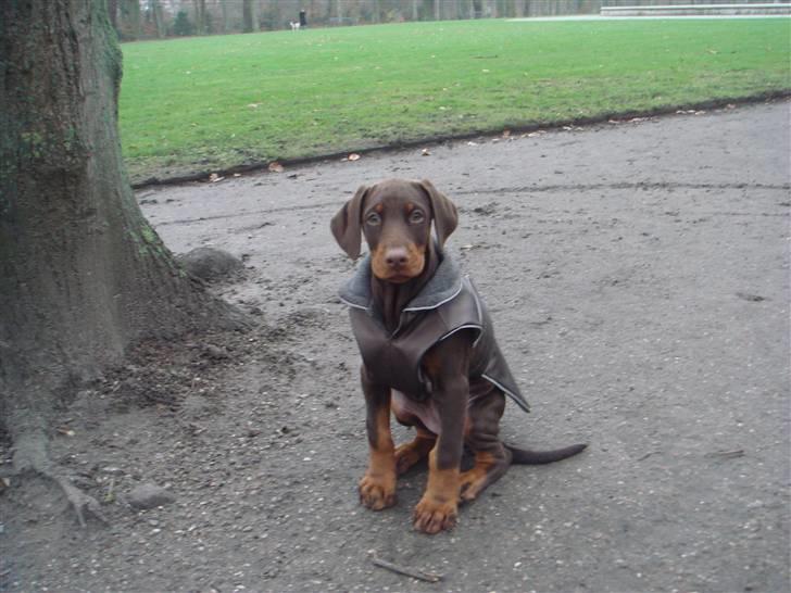 Dobermann Sari billede 1