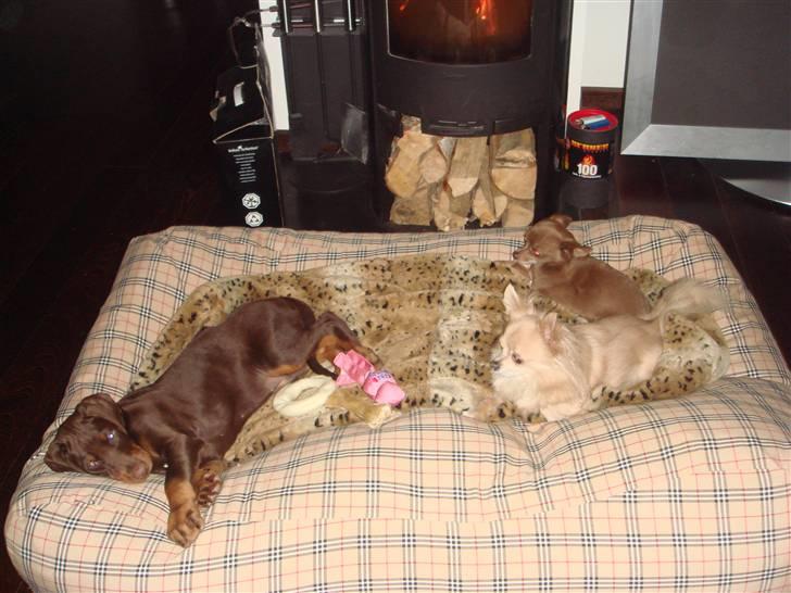 Dobermann Sari billede 2