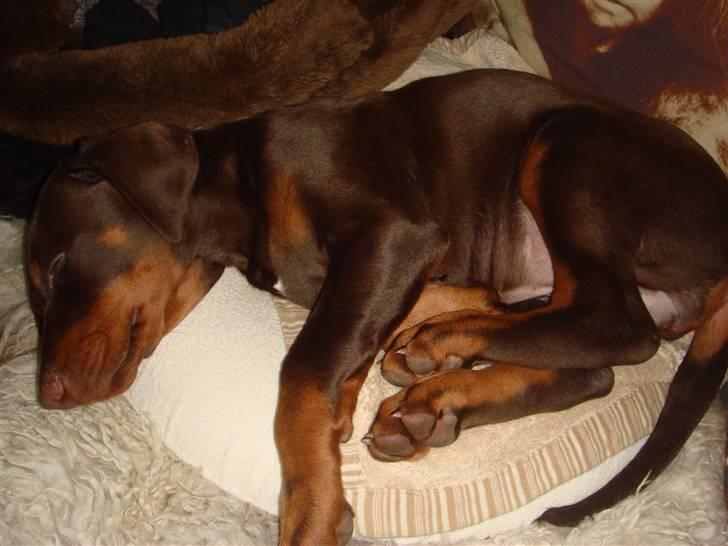 Dobermann Sari billede 3