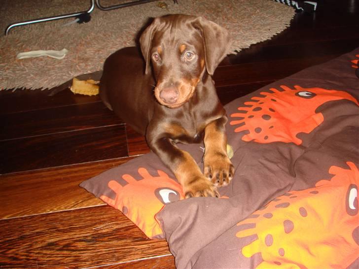 Dobermann Sari billede 4