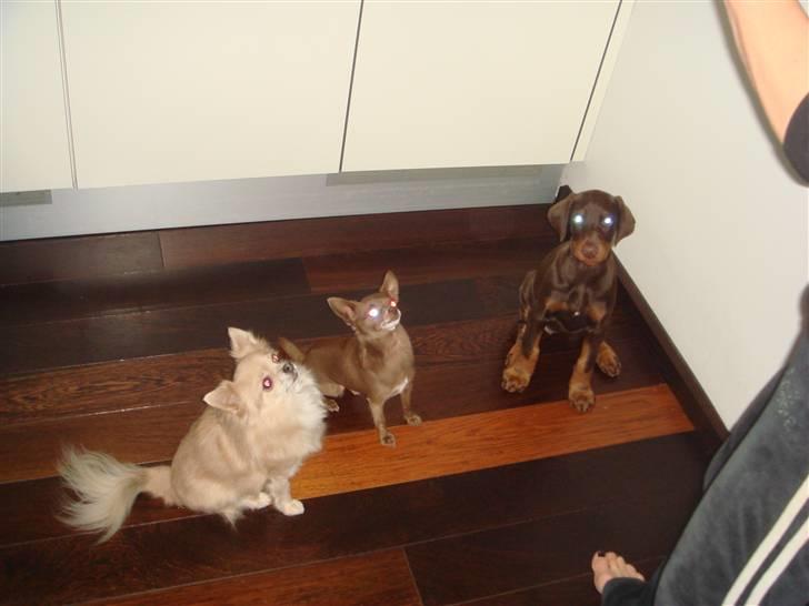 Dobermann Sari billede 5