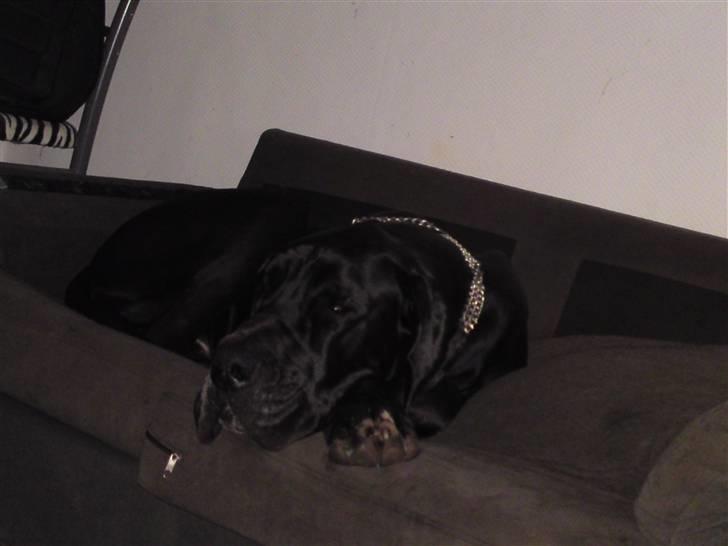 Grand danois asland billede 1