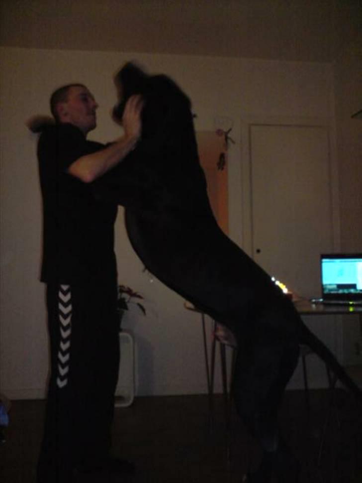 Grand danois asland billede 2