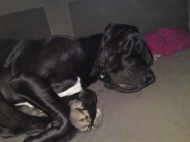 Grand danois asland billede 3